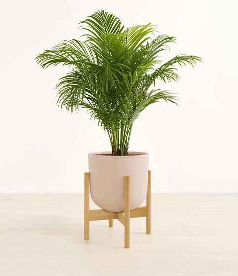 Areca Palm
