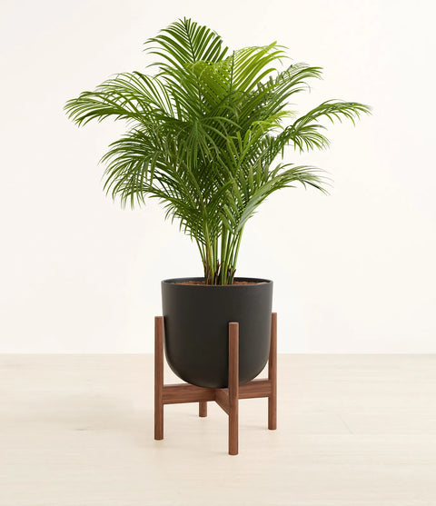 Areca Palm