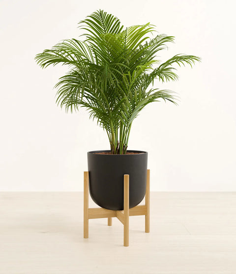 Areca Palm