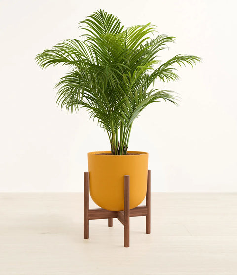 Areca Palm