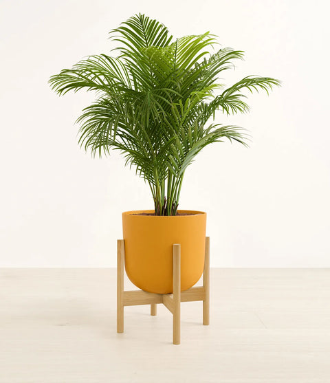 Areca Palm