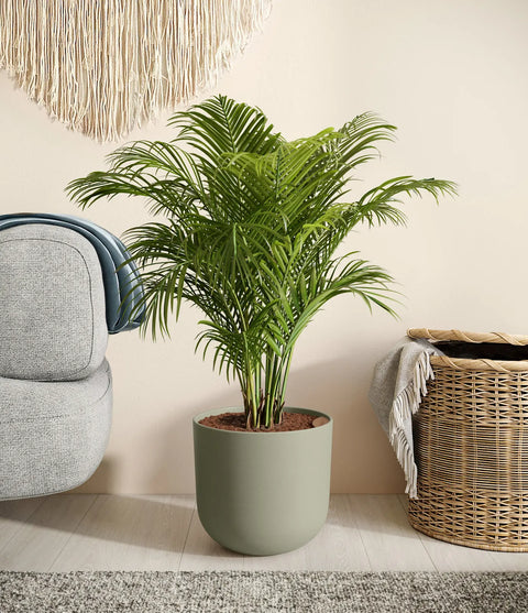 Areca Palm
