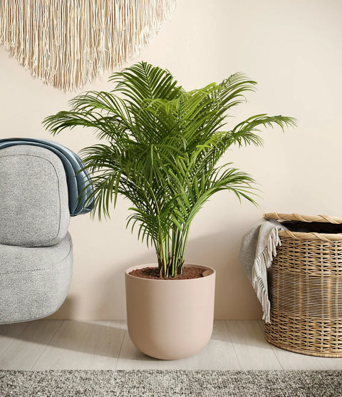 Areca Palm
