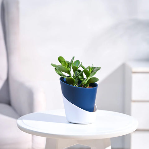 Crassula Ovata