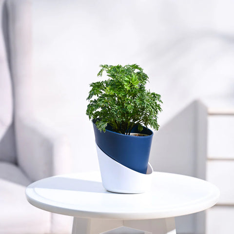 Aralia Golden