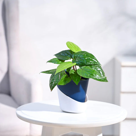 Betel Leaf