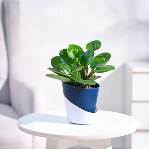 Peperomia Obtusifolia