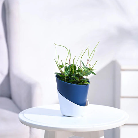 Peperomia Angulata