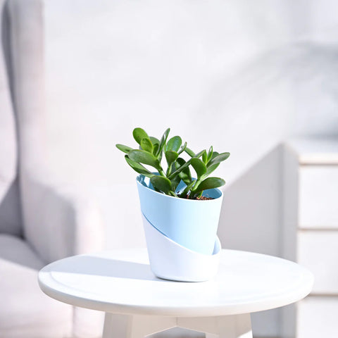 Crassula Ovata