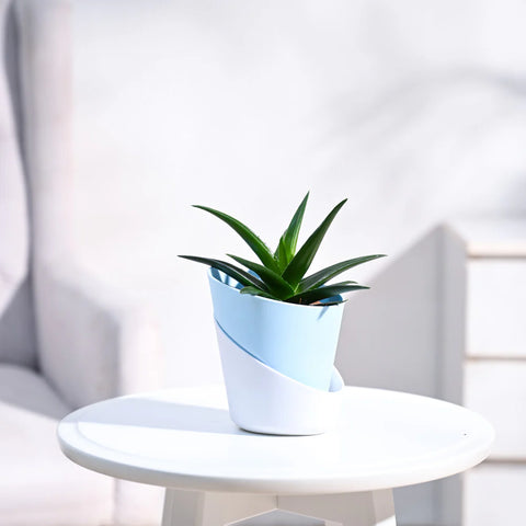 Aloe Vera Green Mini