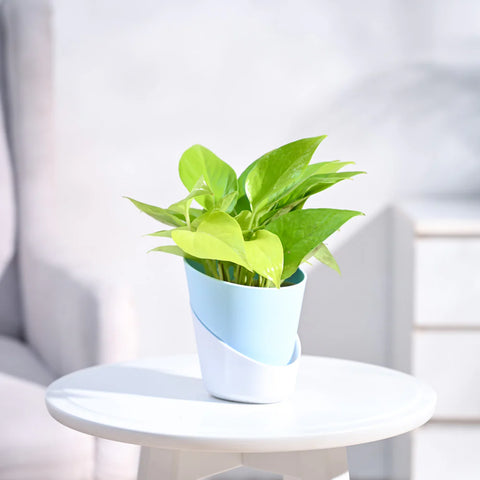 Money Plant Golden