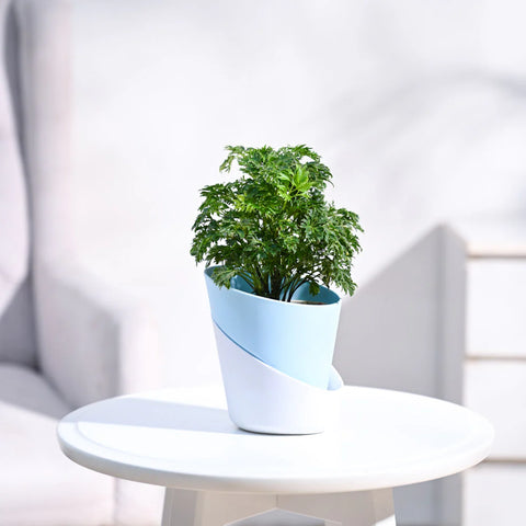 Aralia Golden