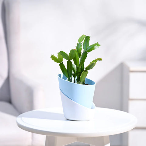 Christmas Cactus