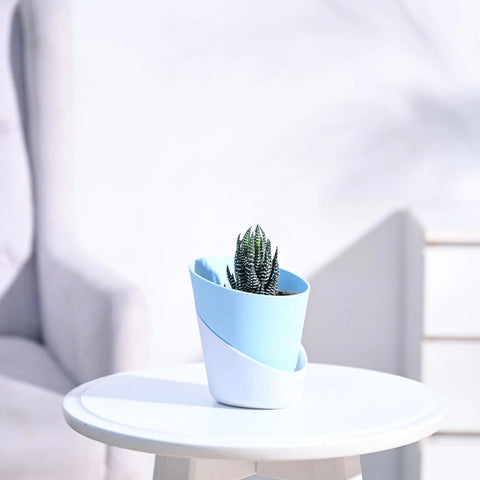 Haworthia Coarctata