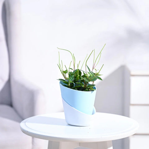 Peperomia Angulata