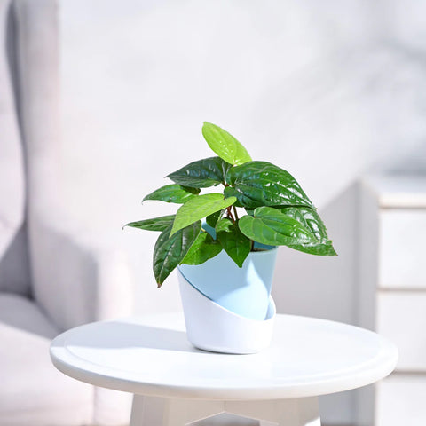 Betel Leaf