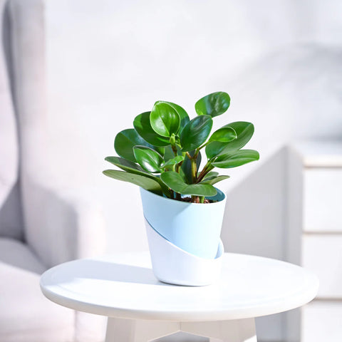 Peperomia Obtusifolia