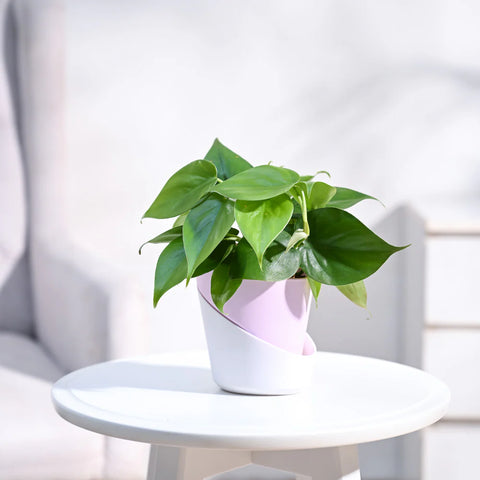 Philodendron Oxycardium Green