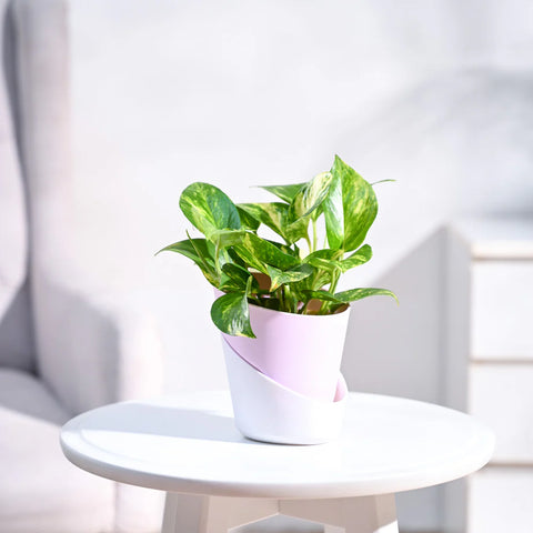 Money Plant Variegated