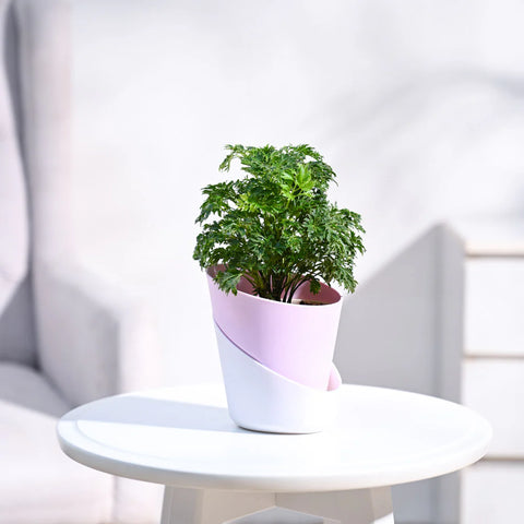 Aralia Golden