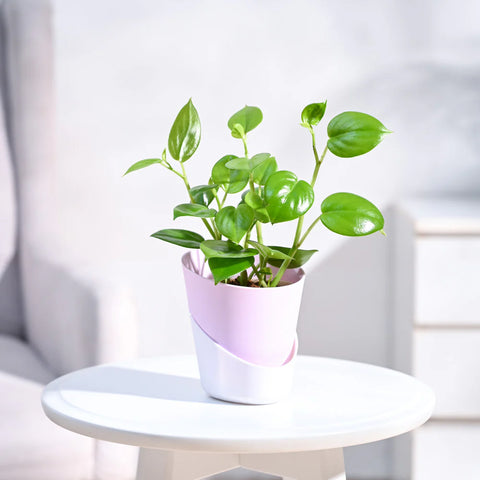 Peperomia Obtusifolia - Green