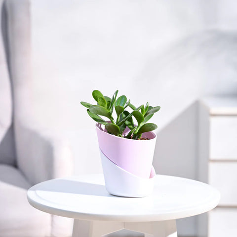 Crassula Ovata