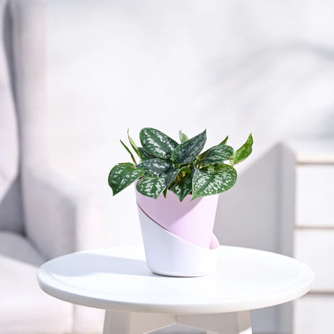 Money Plant Satin - Scindapsus Pictus Argyraeus