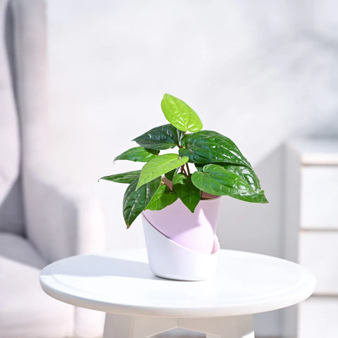 Betel Leaf