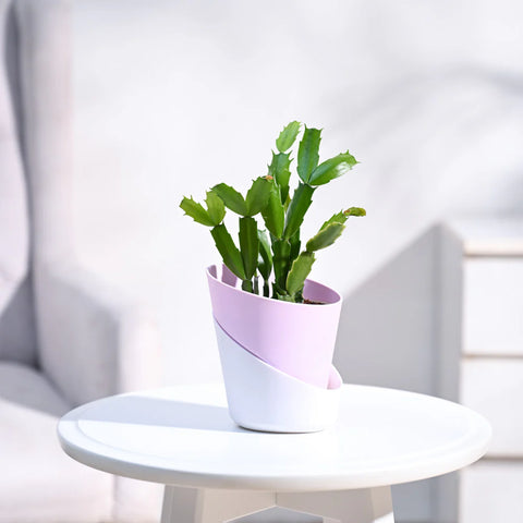 Christmas Cactus