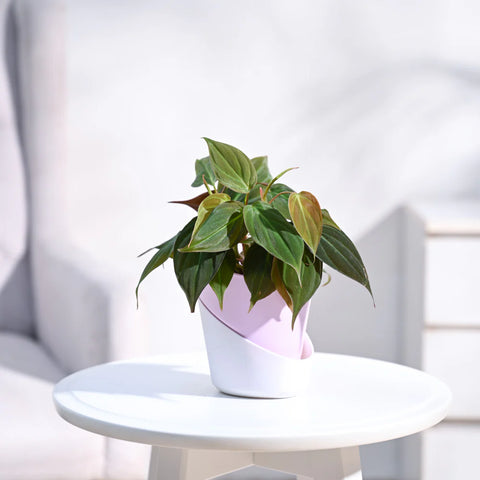 Philodendron Micans