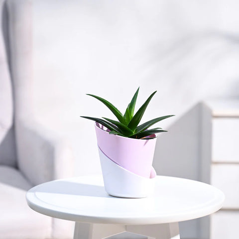 Aloe Vera Green Mini