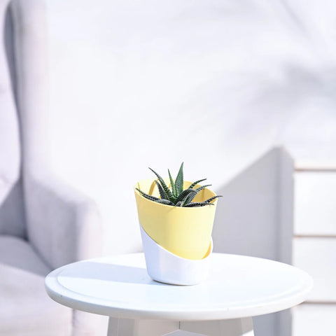 Haworthia Fasciata