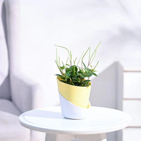 Peperomia Angulata