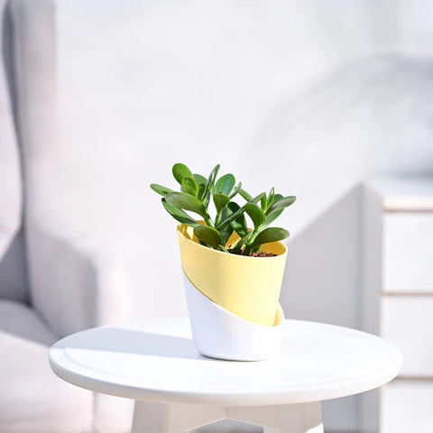 Crassula Ovata