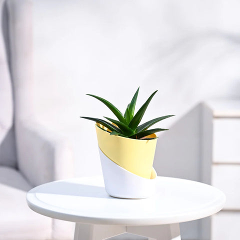 Aloe Vera Green Mini