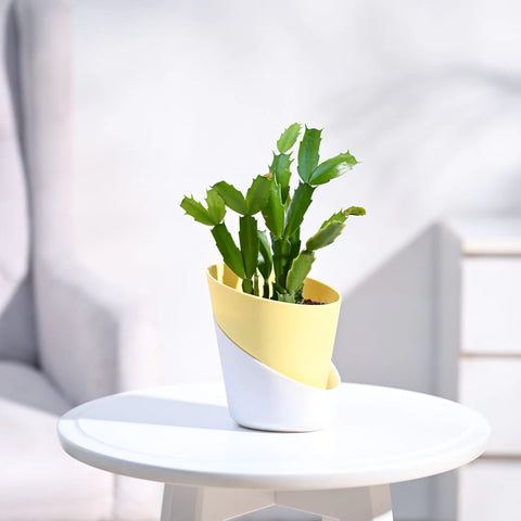 Christmas Cactus