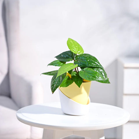 Betel Leaf