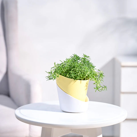 Golden Sedum