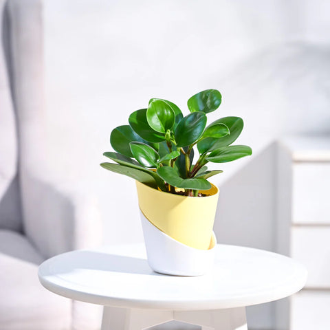 Peperomia Obtusifolia