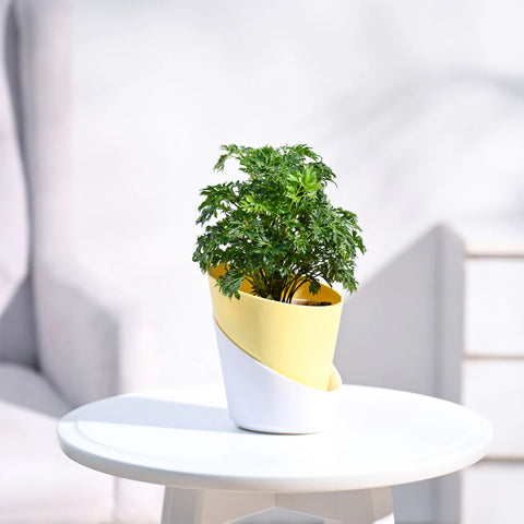 Aralia Golden