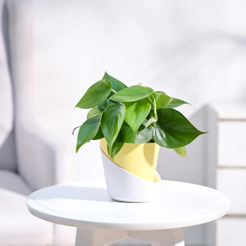 Philodendron Oxycardium Green