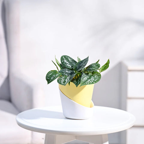 Money Plant Satin - Scindapsus Pictus Argyraeus