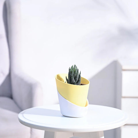 Haworthia Coarctata