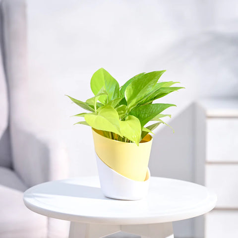 Money Plant Golden
