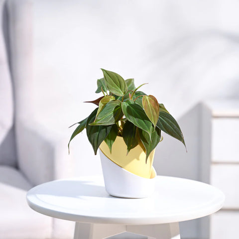 Philodendron Micans