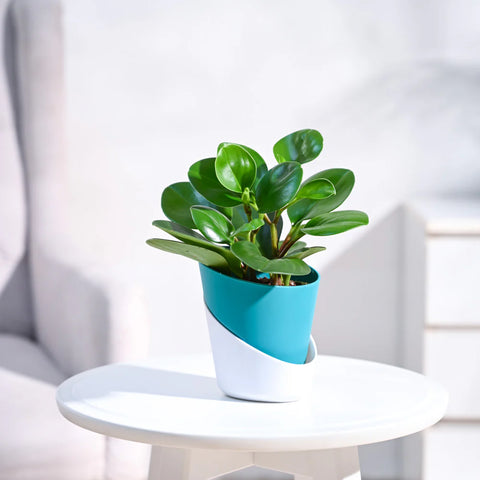 Peperomia Obtusifolia