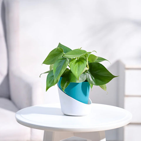 Philodendron Oxycardium Green