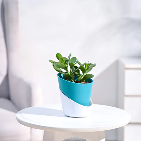 Crassula Ovata