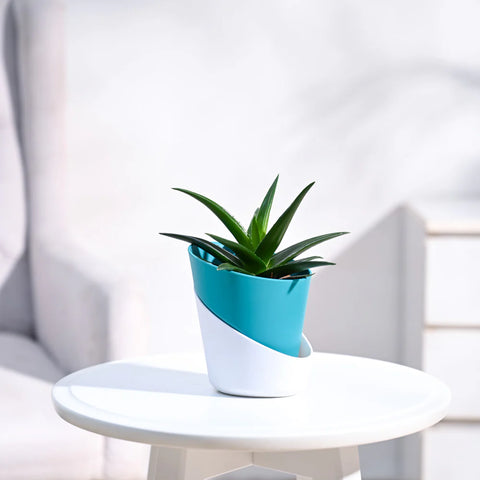 Aloe Vera Green Mini