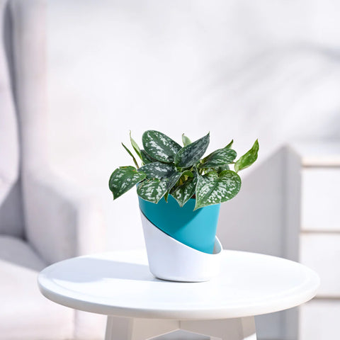 Money Plant Satin - Scindapsus Pictus Argyraeus